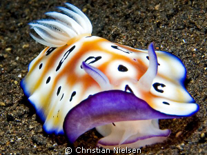 Nice nudibranch in the north of Bali. Olympus E330, 50mm ... by Christian Nielsen 